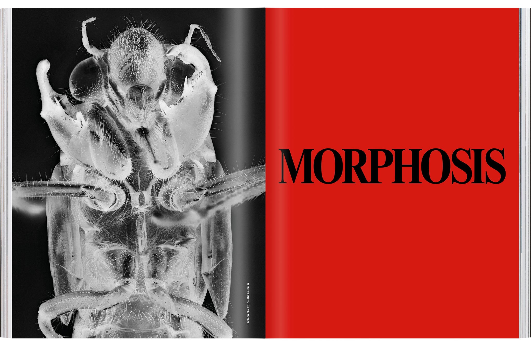 Issue 02: METAMORPHOSIS (Elaine Constantine cover)